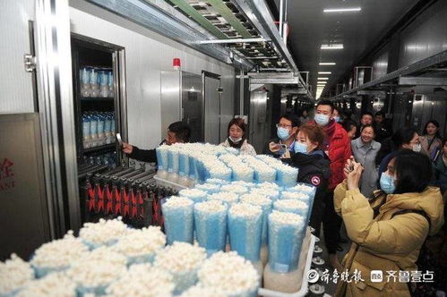 小蘑菇撬动大财富,虚拟就业与生物科技共筑邹城脱贫路